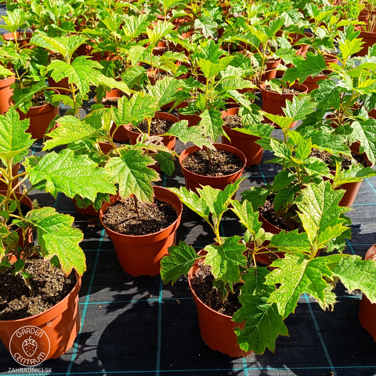 Obrázok Hortenzia dubolistá (Hydrangea quercifolia) 'SNOW QUEEN' - výška 20-30 cm, kont. C2L